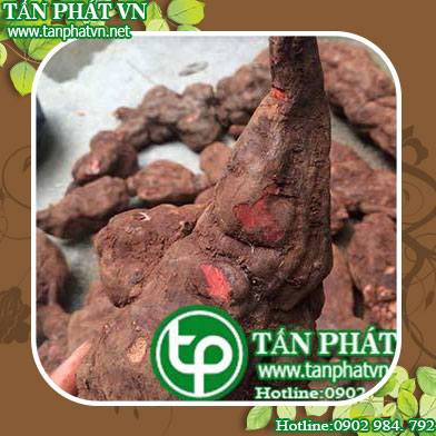 Phân phối bán Hà Thủ Ô tại Cần Giờ giao hàng nhanh